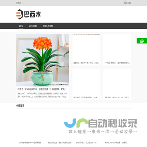 巴西木