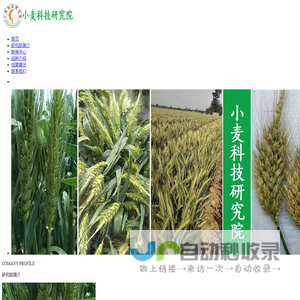 小麦科技研究中心