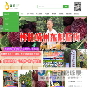 湖南怀化靖州杨梅