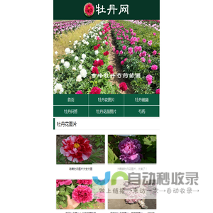 牡丹网