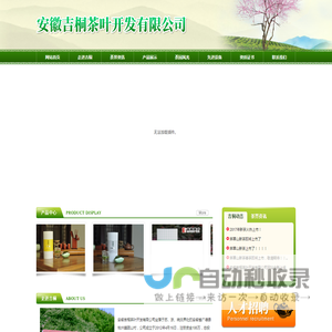 广德白茶,西山白羽,安徽吉桐茶叶开发有限公司