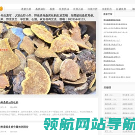 桑黄价格多少钱一斤